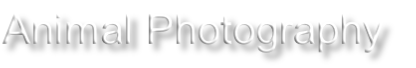 Animal Photography